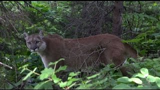 Mountain Lion Stand Off With Hiker
