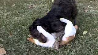 Perverser Hund Zwingt Arme Katze Zum Oralverkehr.mp4 Perverser Hund Zwingt Arme Katze Zum Oralverkehr.mp4
