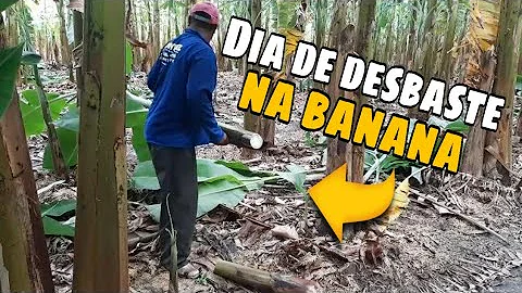 Como fazer o desbaste da banana?