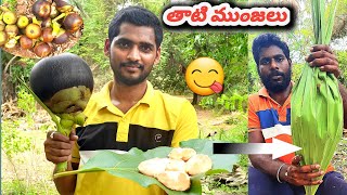 Amazing Climbing Palm Tree  For Ice Apples || చాలా పెద్ద తాటి ముంజలు కోసం