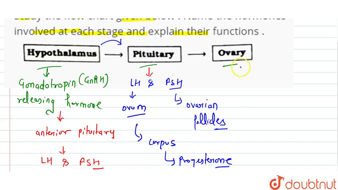 Endocrine System Flow Chart