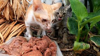 Stay kitten need food and care so much from other feeder