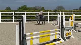 Straight and easy 13.2hh 5yo gelding