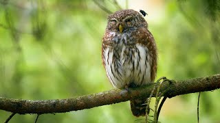 Flies love the smell of Eurasian pygmy owls!