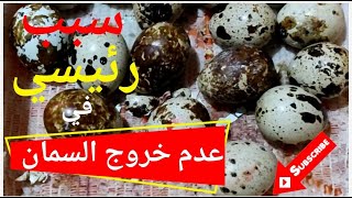 من الاسباب الرئيسية في عدم استطاعة السمان الخروج من البيضة