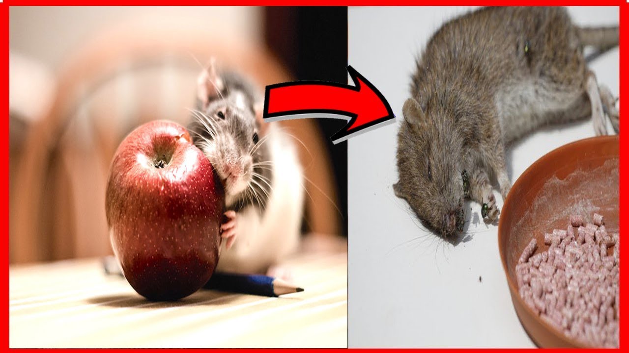 rat killer, mouse trap, best way to get rid of rats, how to get rid of rats fast, how...