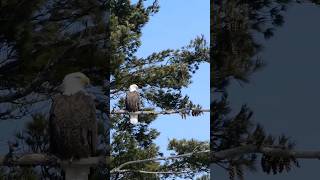 Americas Bird The Bald Eagle
