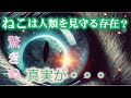 猫は人類を見守る存在？驚きの真実がここに！　#猫 #癒し #スピリチュアル