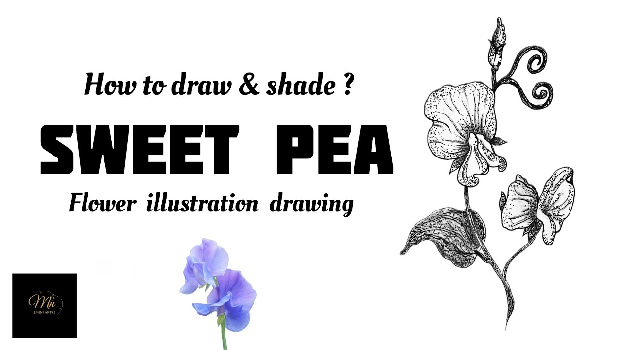 Sweet pea flower drawing || How to draw & shade Sweet pea flower  Tutorial 