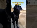 #daily #vlog #video #funny
