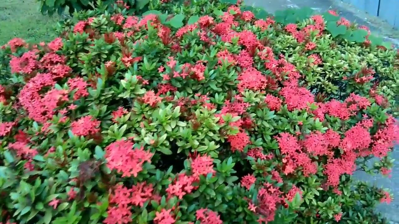 home garden plants flowers