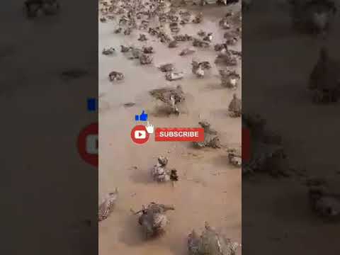      بلوچی ویڈیو بلوچی گانا بلوچی ت