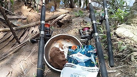 điểm câu cá ngát Cá út miền Tây tuyệt vời