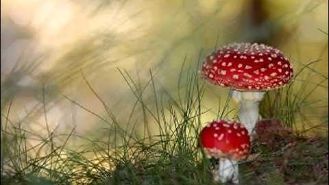 YouTube   سورة المعارج   يوسف كالو   Surat Al Ma3arij   Yousef Kalo