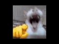 Silly Monkey for Kids Send This to Your Children! 🥰😍😊