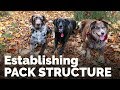 Establishing Pack Structure with the Family Dog Establishing Pack Structure with the Family Dog