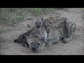 Safari Live : Hyena Ribbon and her two playful cubs on March 17, 2017