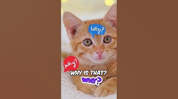 Cats Are NOT Lazy!🐈🐈‍⬛👀#animals #animalfacts #shorts