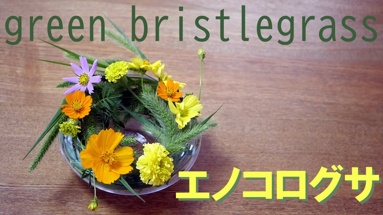 生け花 猫じゃらしのリース風 Ikebana エノコログサ コスモス 秋桜 Green Bristlegrass Weed Ring Cosmos 雜草環 Cannabis Gras ダイソー水盤 Youtube