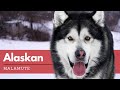 Alaskan Malamute - Todo lo que Debes Saber sobre la Raza