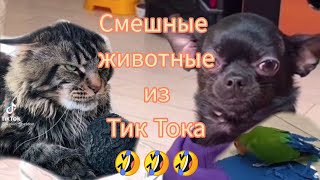 Смешные животные из тик тока /подборка смешных видео🤣🤣🤣