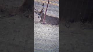 big buck in the neighborhood by M Paiva 1,921 views 3 years ago 1 minute, 32 seconds