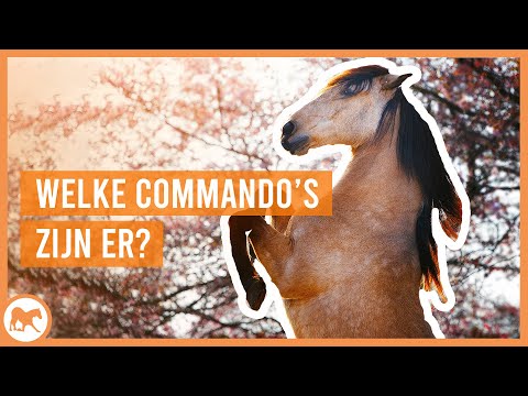 Video: Hoe Leer Je Een Commando Een Stem?