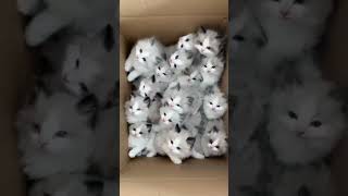 copy catviral videotrending nature lovetrending cat videosviralcute cats cute dogs viral