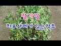 암덩어리를 서서히 녹여서 없애준다는 놀라운 항암약초