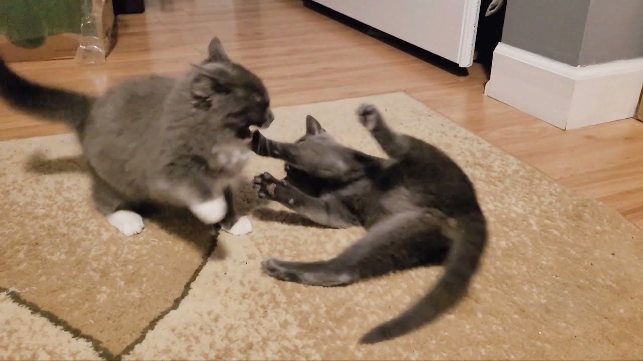 Kittens fight (the most epic kittens fight ever)