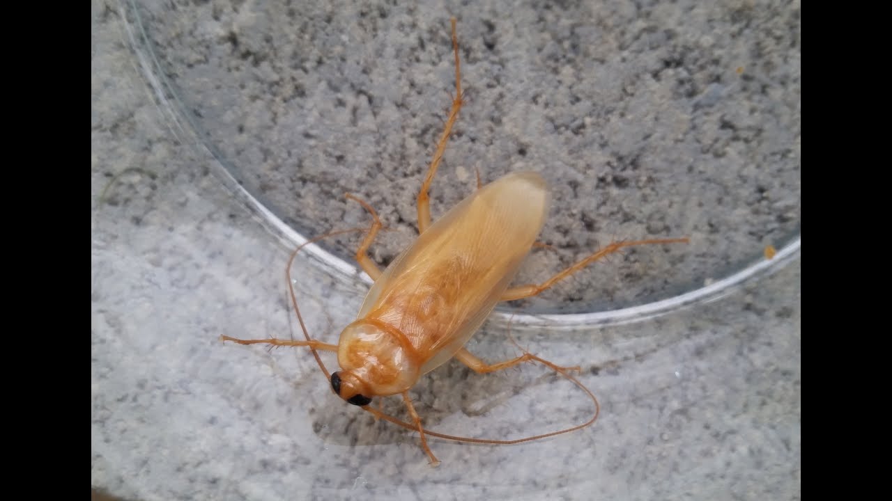 albino roach www