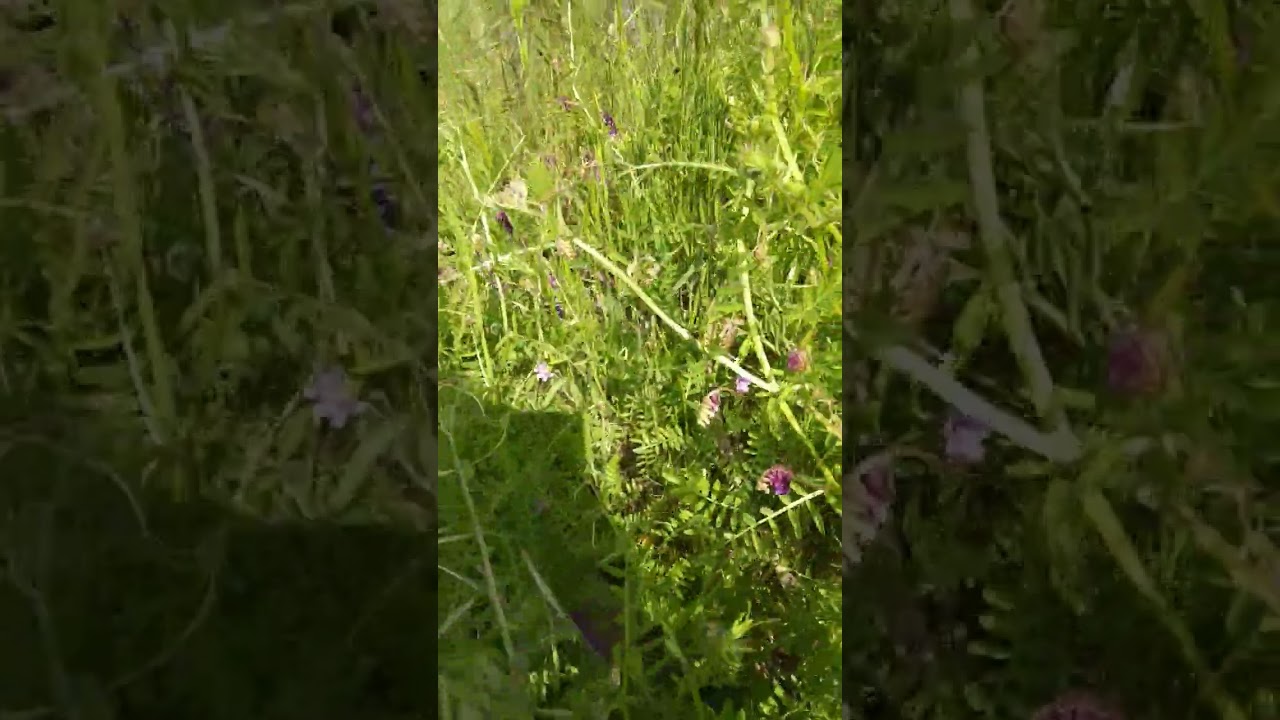 The purple flower is called hairy vetch. 
