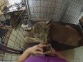 Max Canada Lynx Snack Time pt1