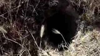 Patterdale Terrier Madriguera De Zorro