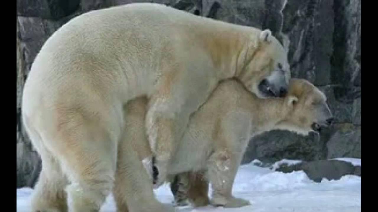 Белые медведи спариваются