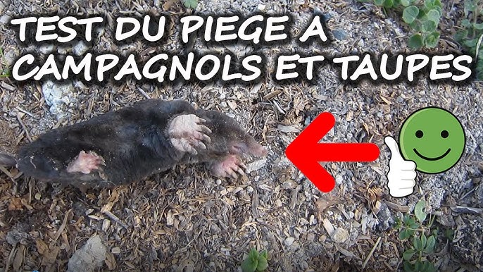 SWISSINNO Laine d'acier Stop Rongeurs Contre Les Souris, Rats