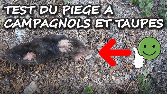 Lutter contre les rats taupiers ou campagnols - Promesse de Fleurs