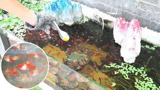 Aquarium (kohaku swordtail fish) After 6 months 😍