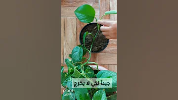 طريقة صحيحة 100 لتكثير اللابلاب 