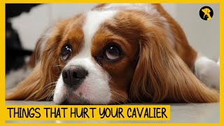 5 Things That Emotionally Hurt Your Cavalier King Charles Spaniel
