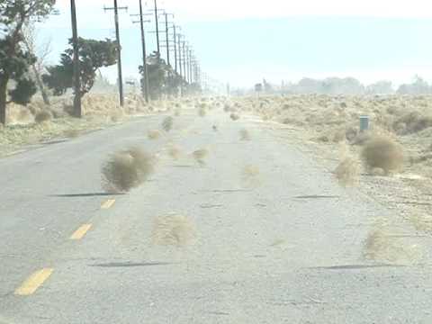 Tumbleweed Invasion