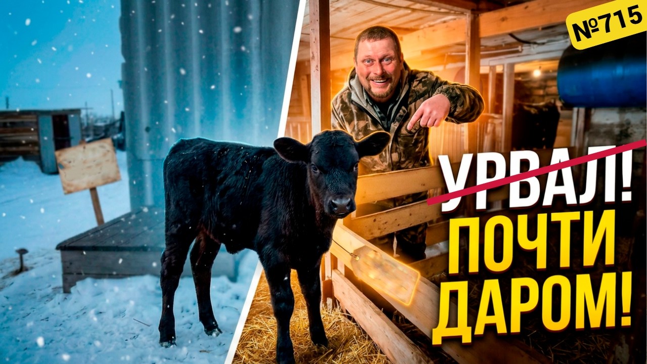 Как нам повезло! Удалось почти задаром урвать маленького бычка! Жизнь в Омской деревне.