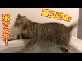 保護猫ココさん、お風呂に落ちる。cat fall in the bath