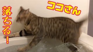 Protective cat Coco falls into the bath. cat fall in the bath