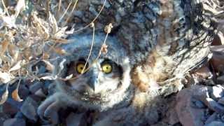 Angry Birds The Owl Version