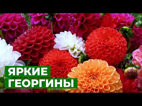 РЕАНИМАЦИЯ КЛУБНЕЙ ГЕОРГИНЫ | Проращивание георгин для раннего цветения