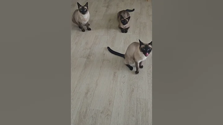 Watch the video about Happy and smart cats #happycats #uniquecats