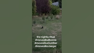 the nightly ritual with a maine coon and two German Wirehaired Pointers