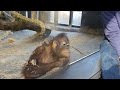 Watch: Baby orangutan flips out over magic trick