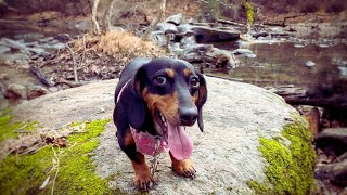Hiking with Dachshunds | Exploring the Icy Creek by Dachshund Station 488 views 1 year ago 1 minute, 35 seconds